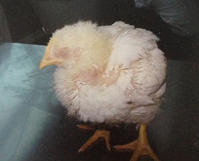 細(xì)菌類家禽疾病——雞腺胃炎