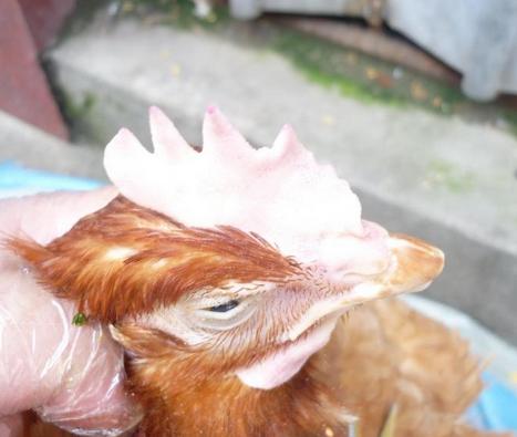 家禽寄生蟲病——卡氏住白細(xì)胞原蟲?。u白冠?。?></a>
									</div>
									<div   id=