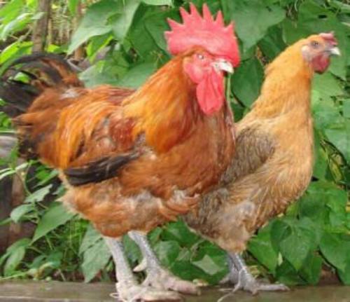 營養(yǎng)代謝類家禽疾病——家禽痛風(fēng)