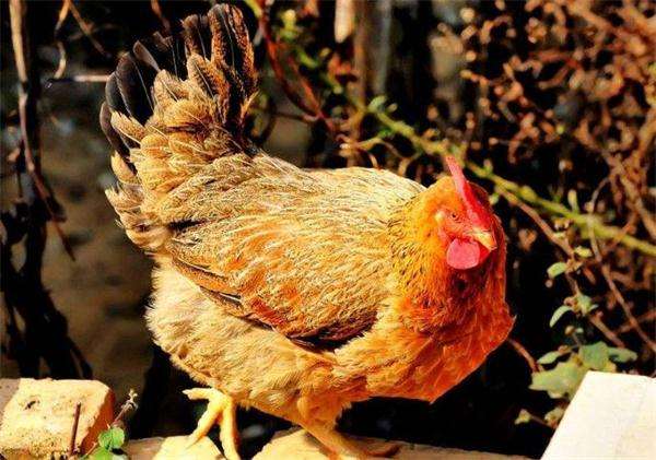 營養(yǎng)代謝類家禽疾病——家禽應(yīng)激