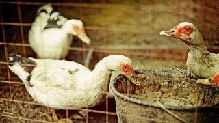 營養(yǎng)代謝類家禽疾病——脂肪肝綜合癥