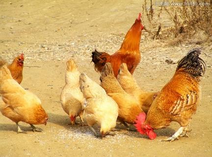 營養(yǎng)代謝類家禽疾病——啄癖