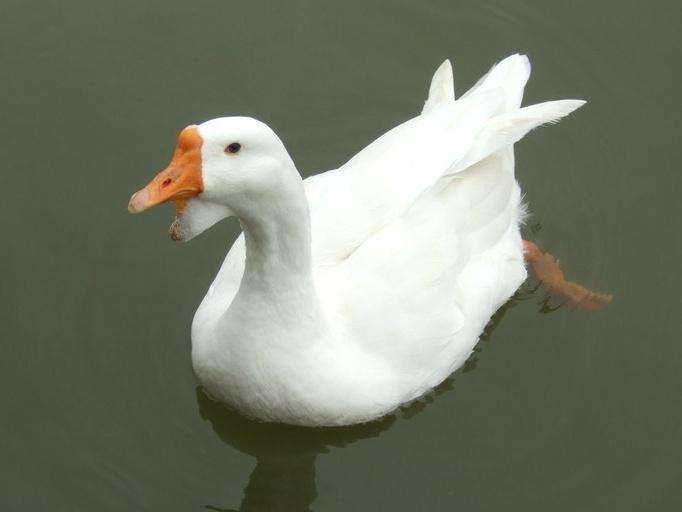 鵝病的癥狀與防治——鵝口瘡(又稱霉菌性口炎)