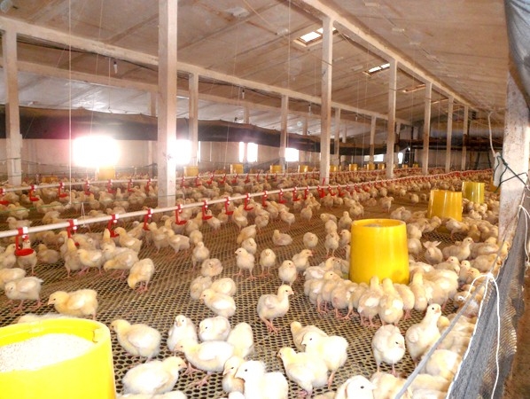 雞舍過(guò)冬將面臨一個(gè)重大隱患，做好五點(diǎn)可有效預(yù)防！