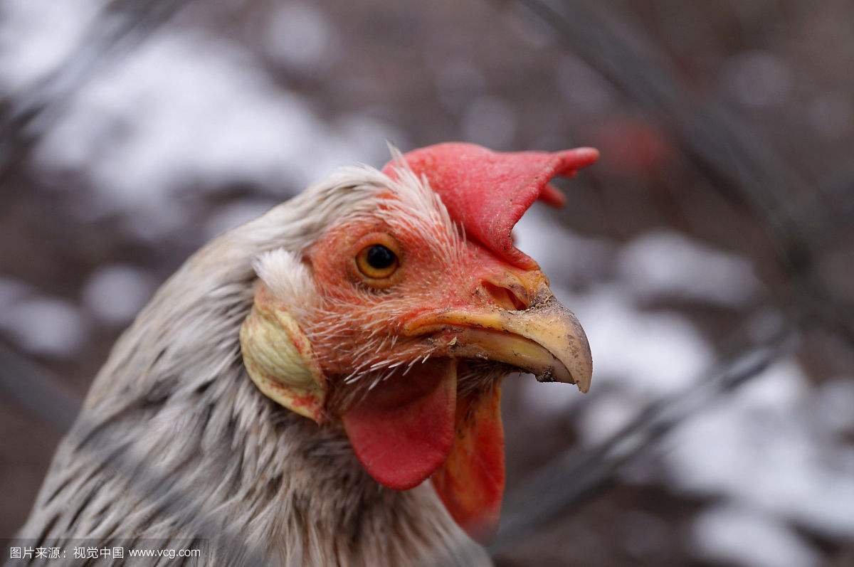 預防雞的各類腸道疾病，做好以下幾點就夠了！