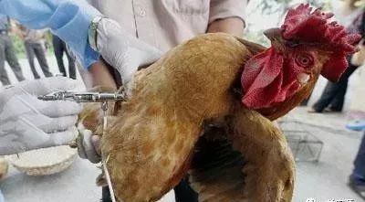 雞群打完疫苗仍發(fā)?。恳欢ㄊ窍旅鎺讉€環(huán)節(jié)出了問題！