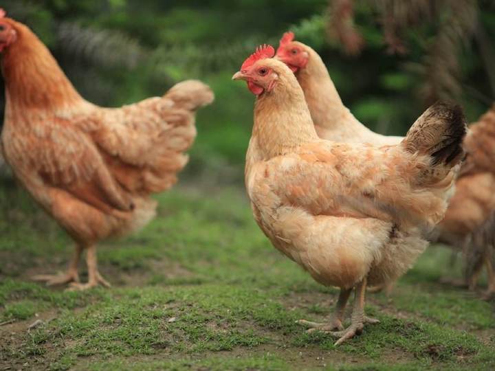 預防好這兩種疾病，讓您的雞平安過冬！