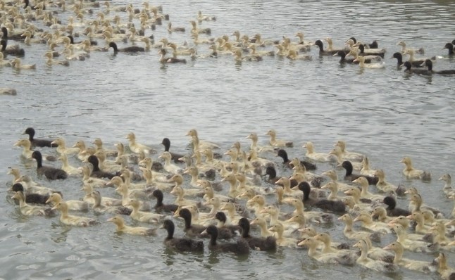 治療鴨瘟，新理想有真正的“獨家秘方”！