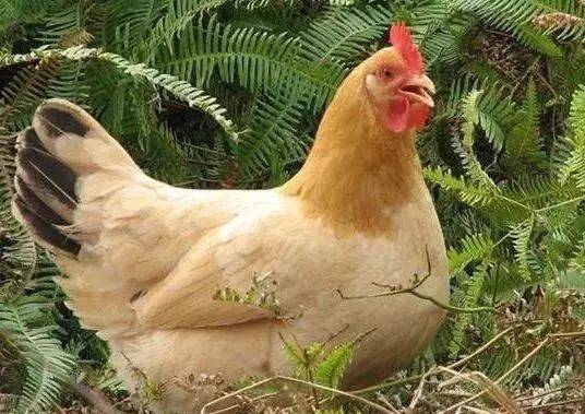 據(jù)說這是預防秋冬季雞患呼吸道疾病的最好方法！