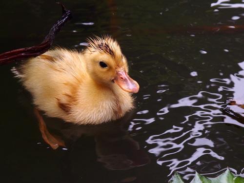 預防小鴨感冒的幾個妙招，一般人我不告訴他！