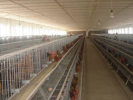 禽畜產(chǎn)品中為何會有殘留？應該如何去控制？