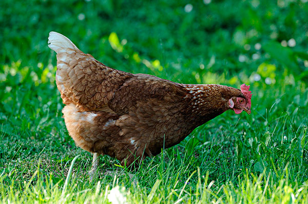 幾個妙招教你判斷雞得了什么??！