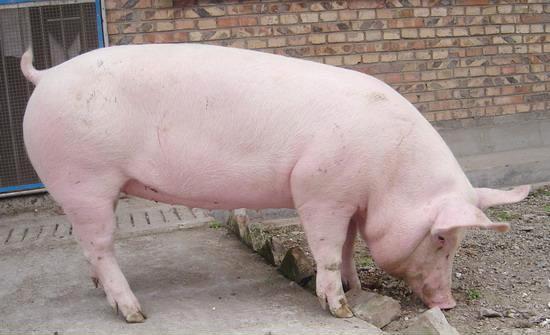 母豬保健 母豬保健