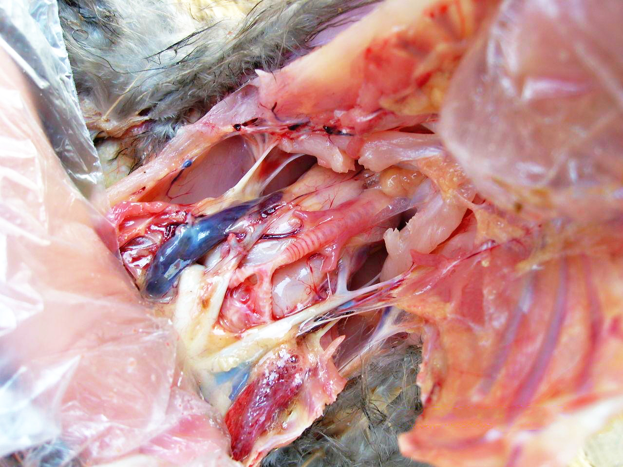 傳染性支氣管炎 傳染性支氣管炎