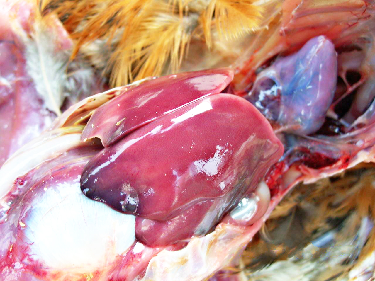 傳染性支氣管炎 傳染性支氣管炎