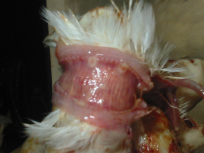 雞傳染性喉氣管炎 雞傳染性喉氣管炎