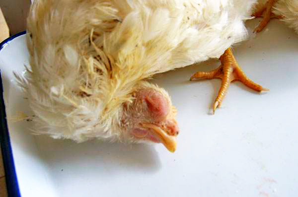 雞腦脊髓炎 雞腦脊髓炎