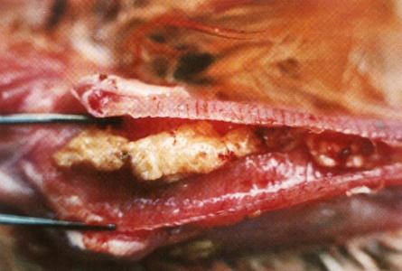 雞慢性呼吸道病 雞慢性呼吸道病