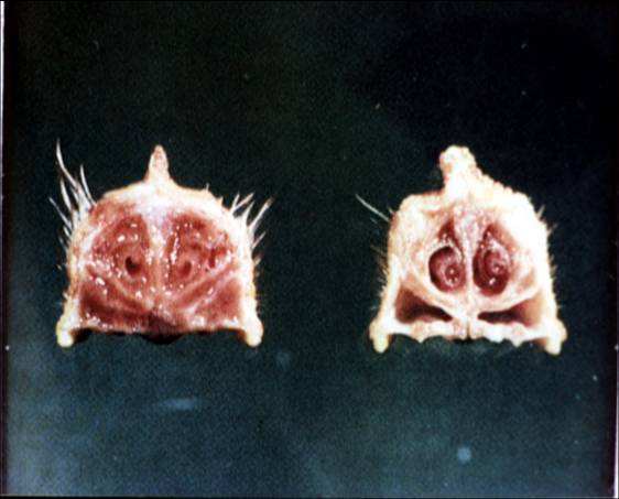 雞傳染性鼻炎 雞傳染性鼻炎