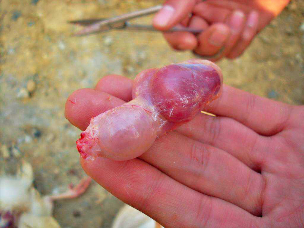 雞腺胃炎 雞腺胃炎