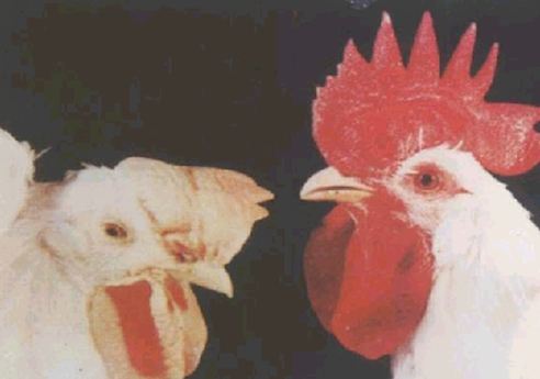 雞白冠病 雞白冠病