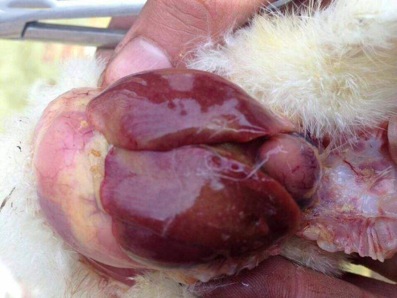 鵝出血性壞死性肝炎 鵝出血性壞死性肝炎